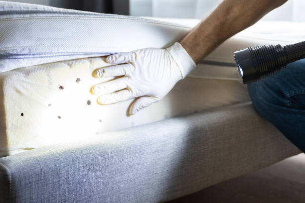 Best Residential Pest Control  in Salida, CO