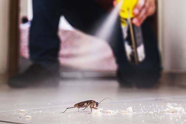 Best Flea Control Services  in Salida, CO